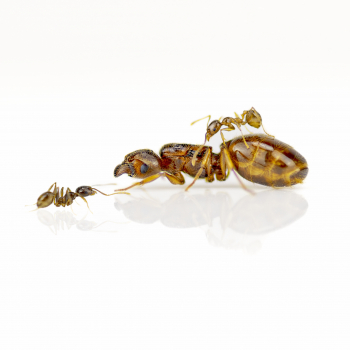 Pheidole pallidula